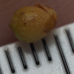 Andricus mamillaformis