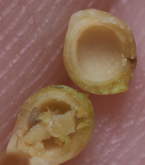 Andricus mamillaformis