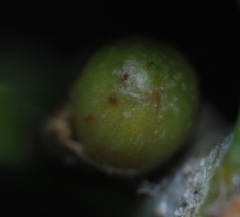 Andricus mamillaformis