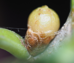 Andricus mamillaformis
