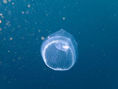 Aequorea forskalea