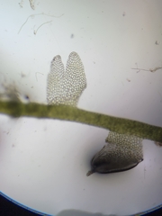 Odontoschisma fluitans