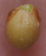 Andricus mamillaformis