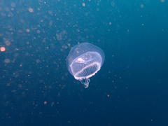 Aequorea forskalea