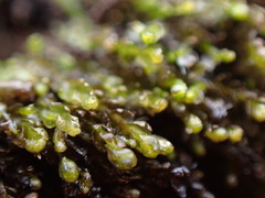 Gymnocolea inflata
