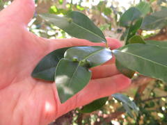 Apodytes dimidiata dimidiata
