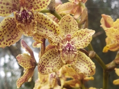 Cyrtochilum triphyllum