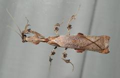 Phyllocrania paradoxa