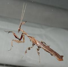 Phyllocrania paradoxa