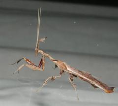 Phyllocrania paradoxa