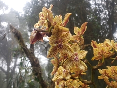 Cyrtochilum triphyllum