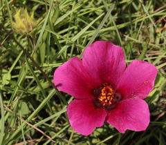 Hibiscus microcarpus