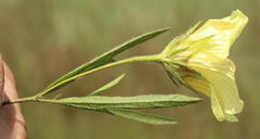 Hibiscus microcarpus