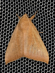 Ophisma gravata