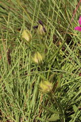 Hibiscus microcarpus