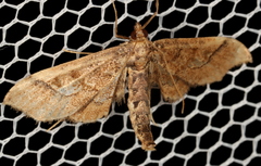 Hydriris