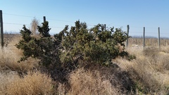 Condalia microphylla