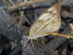 Belenois gidica abyssinica