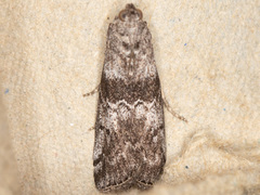 Phobus funerella
