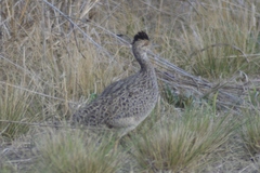 Nothoprocta cinerascens