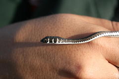 Psammophis leightoni