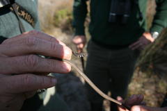 Psammophis leightoni