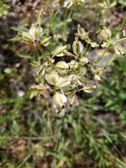 Acleisanthes chenopodioides