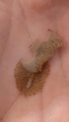 Prostheceraeus crozieri