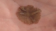 Prostheceraeus crozieri