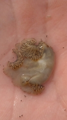 Prostheceraeus crozieri