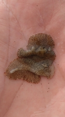 Prostheceraeus crozieri