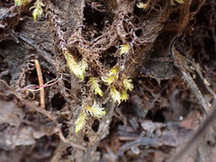 Scorpidium revolvens