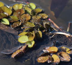 Salvinia molesta image