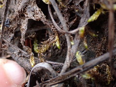 Scorpidium revolvens