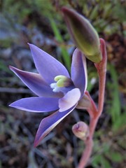 Thelymitra granitora