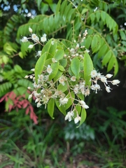 Rourea microphylla