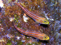 Helcogramma striata