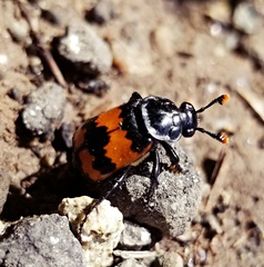 Nicrophorus investigator