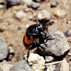 Nicrophorus investigator