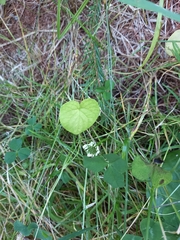 Viola epipsiloides