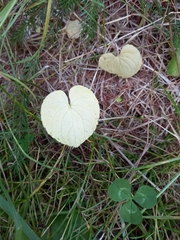 Viola epipsiloides