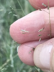 Trigonotylus pulcher