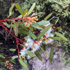 Eucalyptus calycogona