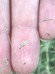 Trigonotylus pulcher