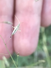 Trigonotylus pulcher