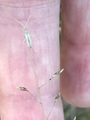 Trigonotylus pulcher