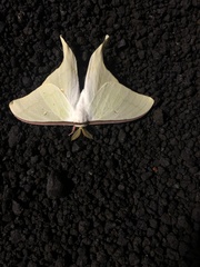 Actias aliena aliena