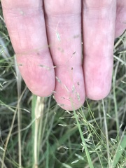 Trigonotylus pulcher