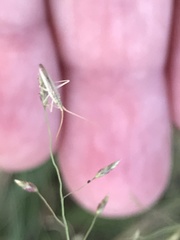 Trigonotylus pulcher