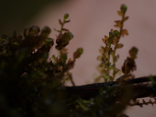 Image of Gymnocolea inflata by no rights reserved